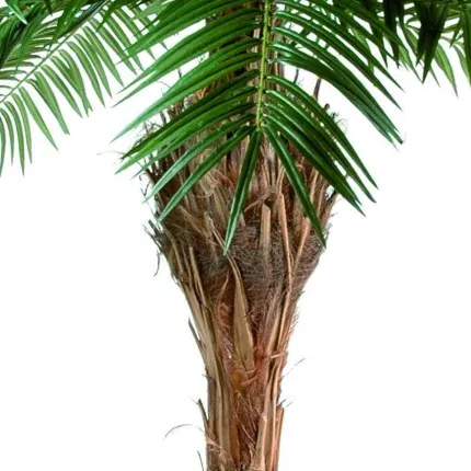 tête PHOENIX  artificiel 340 et 450 cm