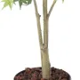 ARALIA artificiel (Erable) vert 150 et 170 cm - tronc