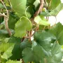 VIGNE arbustive artificiel 140 et 200 cm - feuilles