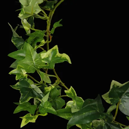 Guirlande LIERRE ANGLAIS artificiel panaché 180 cm - feuilles détails