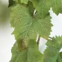 Guirlande FEUILLE DE VIGNE artificielle 180 cm