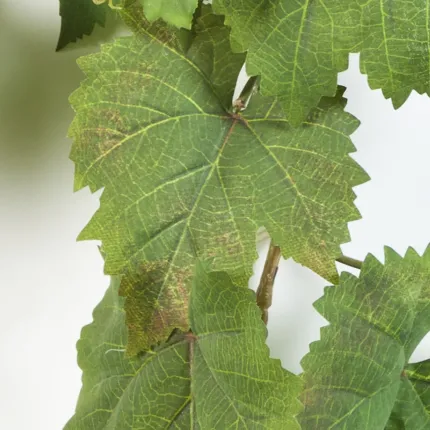 Guirlande FEUILLE DE VIGNE artificielle 180 cm