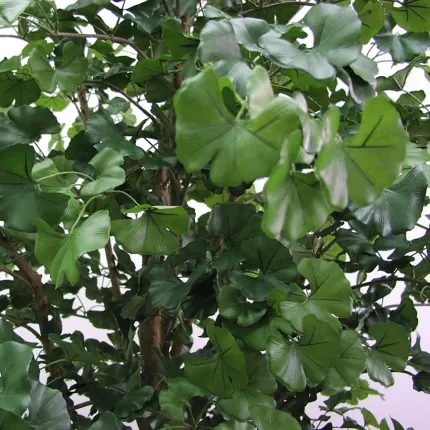 GINKGO artificiel FORET arbre 210 cm - feuilles