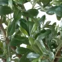 PITTOSPORUM artificiel arbre  260 cm - feuilles