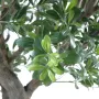 PITTOSPORUM artificiel arbre  260 cm - plan rapproché