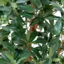 PITTOSPORUM artificiel 150 cm - feuilles