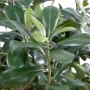 PITTOSPORUM artificiel buisson  80 cm - feuille