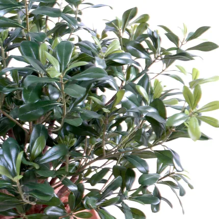 PITTOSPORUM artificiel buisson  80 cm
