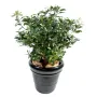 PITTOSPORUM artificiel buisson  80 cm