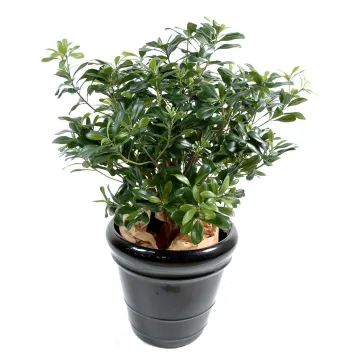 PITTOSPORUM artificiel buisson  80 cm