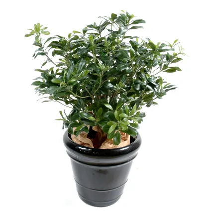 PITTOSPORUM artificiel buisson  80 cm