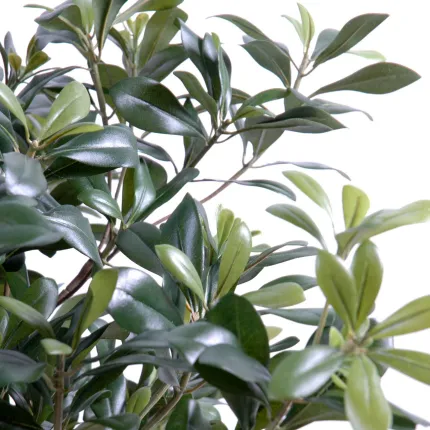 PITTOSPORUM artificiel buisson  80 cm - détails