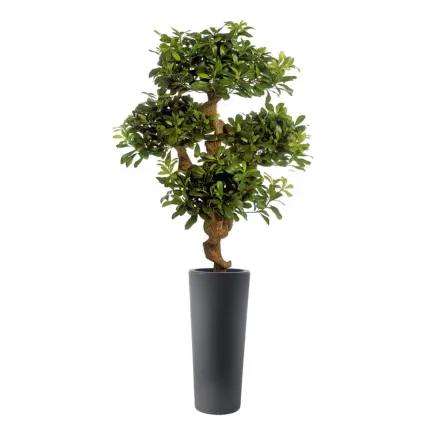 PITTOSPORUM artificiel MOUNTAIN tree ou Pittosporum  montagne 120 cm en pot