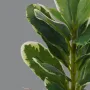 Mini plante artificielle 21 cm en pot pittosporum artificiel panaché - feuilles