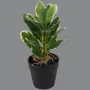 Mini plante artificielle 21 cm en pot pittosporum artificiel panaché