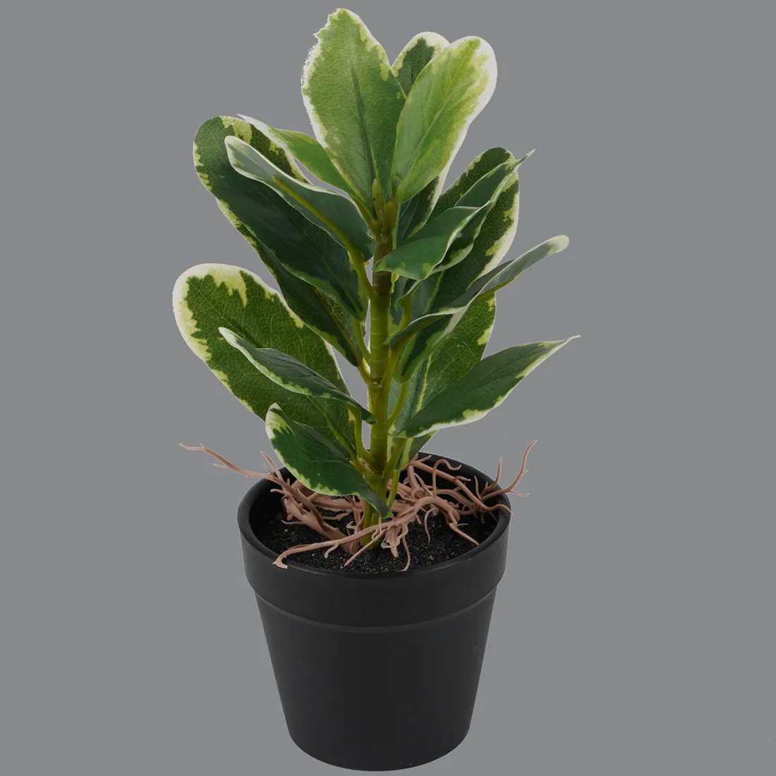 Mini plante artificielle 21 cm en pot pittosporum artificiel panaché