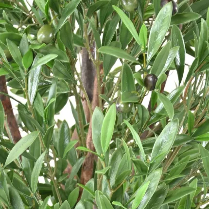 OLIVIER artificiel plast tête géant 270 cm  (olives ) - olives et feuilles
