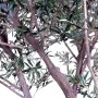 OLIVIER artificiel NEW géant 240 cm (olive noire) - tronc et feuille