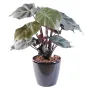 Syngonium Podophyllum 55 cm
