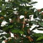 CAFEIER artificiel FLEURS  TRONCS NOUEUX  150 et 175 cm - feuillage