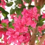 BOUGAINVILLEE artificiel ou BOUGAINVILLIER artificiel 320 cm - fleurs détail