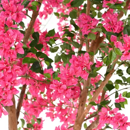 BOUGAINVILLEE artificiel ou BOUGAINVILLIER artificiel 320 cm - feuillage et fleurs