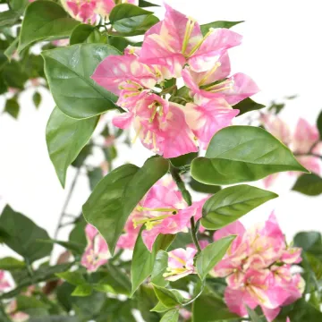 BOUGAINVILLEE artificiel ou BOUGAINVILLIER artificiel 280 cm rose - fleurs