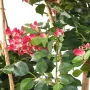 BOUGAINVILLEE artificiel racine 160 cm - fleurs