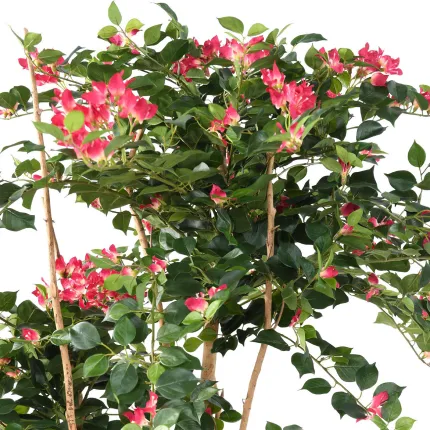BOUGAINVILLEE artificiel racine 160 cm - feuillage