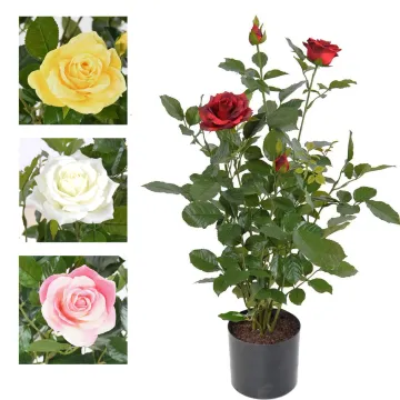 ROSIER artificiel Royal 60 cm - 4 coloris