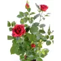 ROSIER artificiel Royal 60 cm rouge -  feuillage