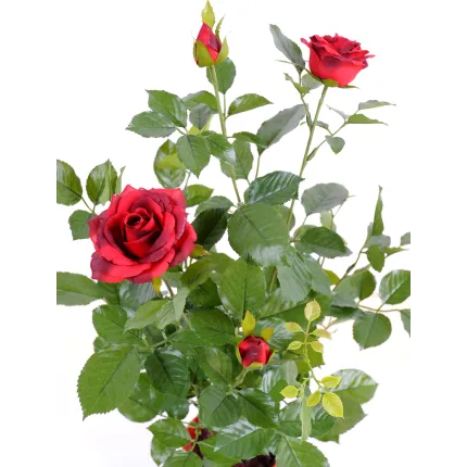 ROSIER artificiel Royal 60 cm rouge -  feuillage