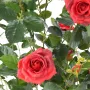 ROSIER artificiel Royal 60 cm rouge - fleurs