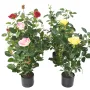 rosier-artificiel-royal-60-cm