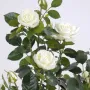 ROSIER royal artificiel PALISSADE  160 cm blanc - feuillage