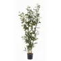 ROSIER royal artificiel PALISSADE  160 cm blanc