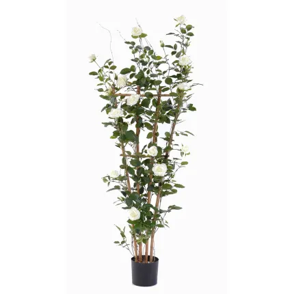 ROSIER royal artificiel PALISSADE  160 cm blanc