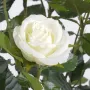 ROSIER royal artificiel PALISSADE  160 cm blanc - fleur