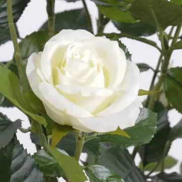 ROSIER royal artificiel PALISSADE  160 cm blanc - fleur