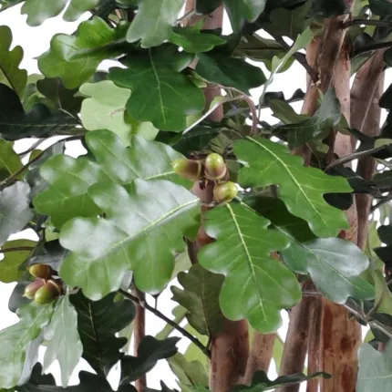CHENE artificiel  230 cm - feuilles et glands