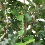 CHENE artificiel  280 cm - gland et feuilles