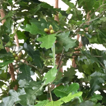 CHENE artificiel  280 cm - gland et feuilles