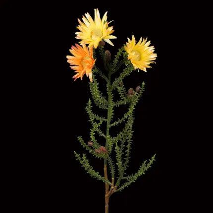 PHAENOCOMA artificiel  jaune orange 61 cm