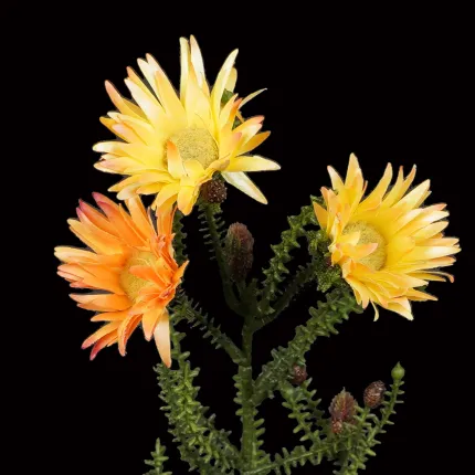 PHAENOCOMA artificiel  jaune orange 61 cm - fleurs