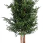 CYPRES DE LAWSON 180 cm - feuilles