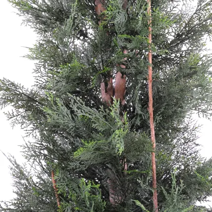 CYPRES DE LAWSON 150 cm - feuilles