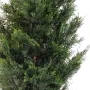 CYPRES DE LAWSON 125 cm - feuilles