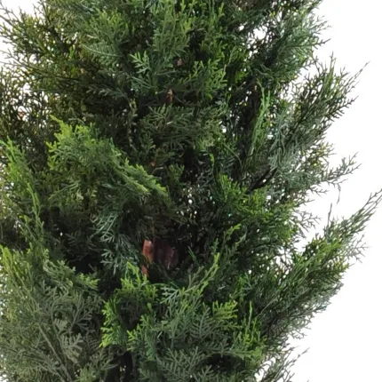 CYPRES DE LAWSON 125 cm - feuilles