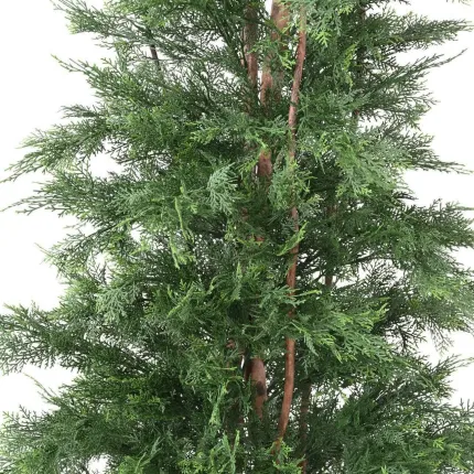 CYPRES DE LAWSON 210 cm - feuilles