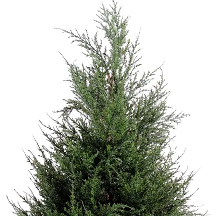 CYPRES artificiel 65 cm vert (junipérus) - partie haute